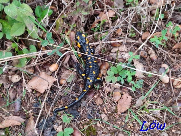27.9.2024 - Feuersalamander